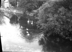 Göta kanal, svanar med ungar.