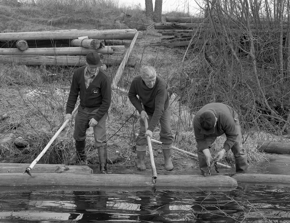 Tømmerfløterne Martin Berget, Harald Husa og Håkon Skau, fotografert under lenseleggingsarbeid ved Glommas østre breded i Elverum våren 1984. Berget og Husa sto og holdt en lensestokk i posisjon ved hjelp av fløterhakene sine, mens Skau stod bøyd over endene på denne stokken og en nedenforliggende for å kunne tre et lensekoppel (en kjetting) gjennom augene (hull nær stokkendene).  I den ene enden av koppelkjettingen var det en jerntein, i den andre en rund ring. Ved å smette teinen («nåla») gjennom ringen («kausa») ble koppelet låst, slik at lensestokkene var godt sammenkjedet og ville tåle at tømmer som kom flytrende ovenfra smøg seg langs lensa.  I bakgrunnen ser vi «velta» der lensetømmerret hadde ligget florlagt siden forrige sesong.

En beskrivelse av hvordan Prestegardslensa fungerte finnes under fanen «Andre opplysninger».