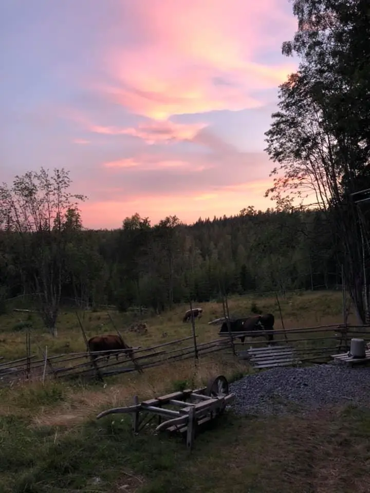 Skålbergsætra i solnedgang. Himmelen er lyseblå, rosa og lilla. Man ser skogen, og foran skogen ser man kuer som beiter i setervangen.