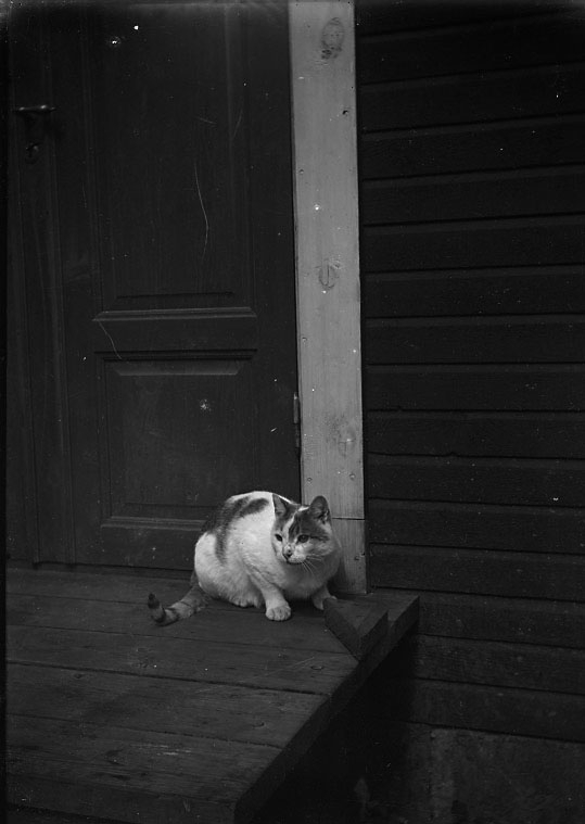 Katt på farstubro.