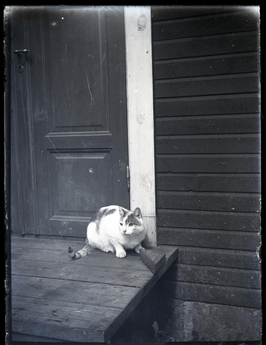 Katt på farstubro.