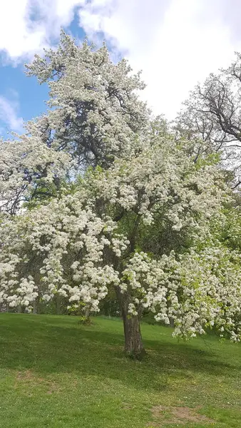 Epletre. Rød Herregård i mai.