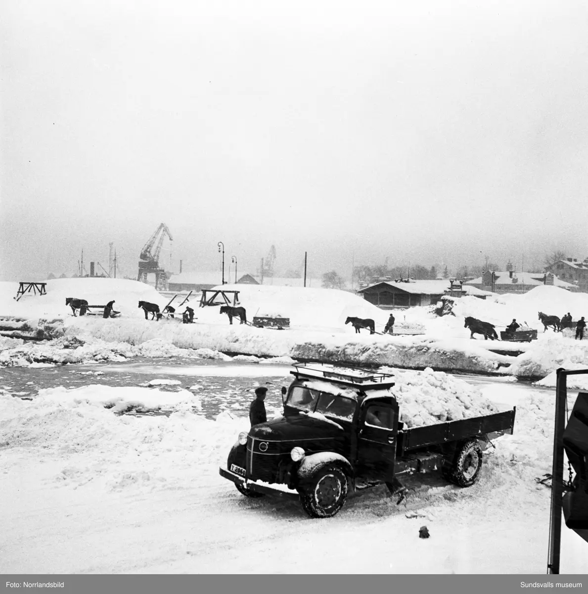 Snöröjning 1951. Hästar och lastbilar tippar sina snölass i Selångersåns mynning.