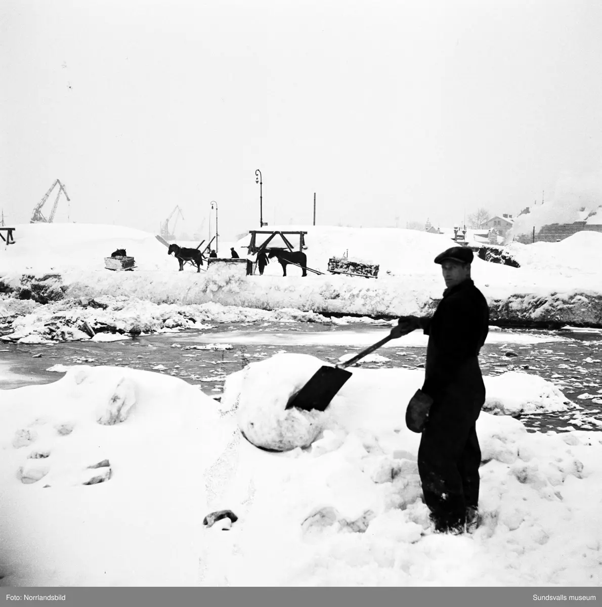 Snöröjning 1951. Hästar och lastbilar tippar sina snölass i Selångersåns mynning.