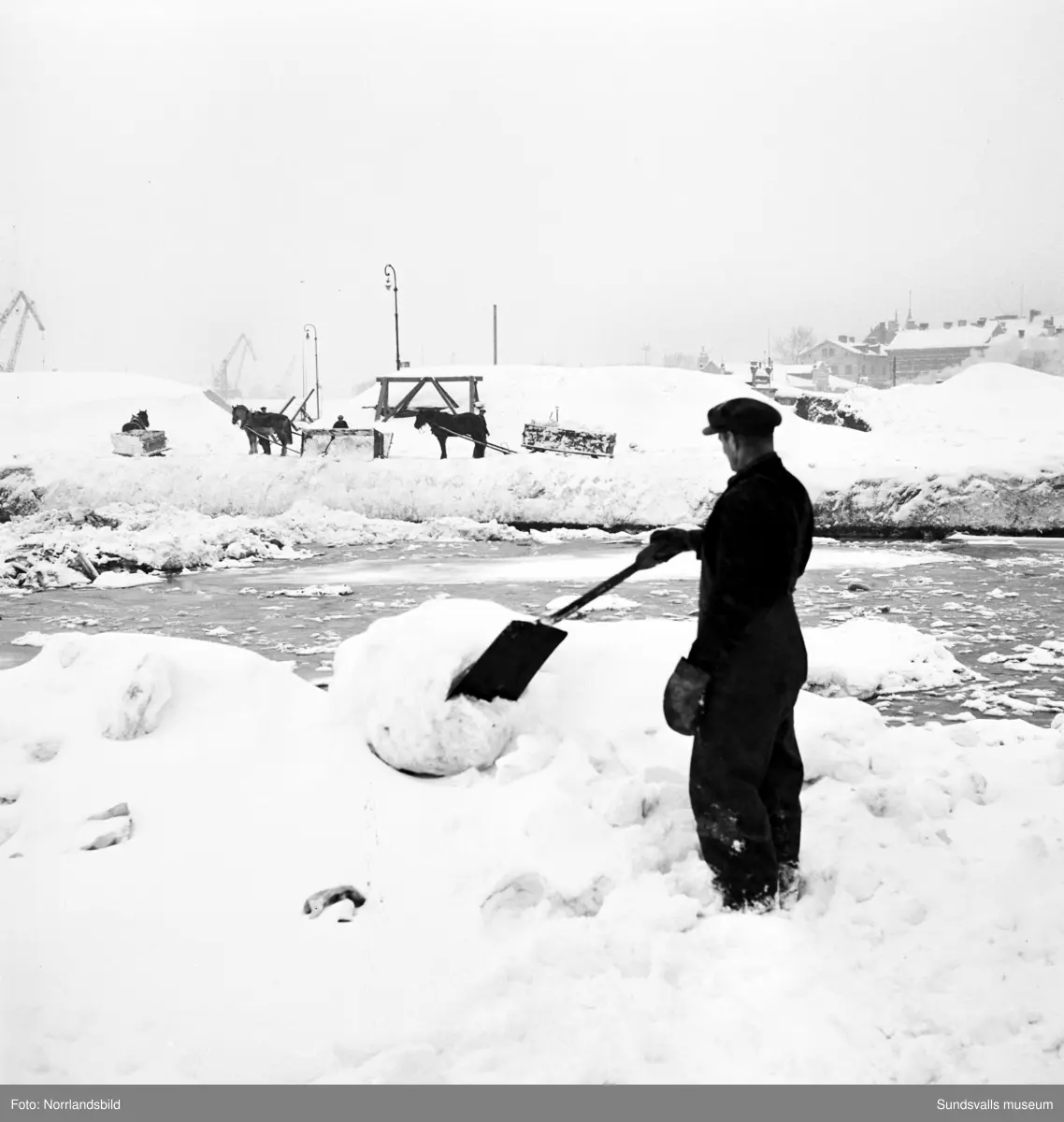 Snöröjning 1951. Hästar och lastbilar tippar sina snölass i Selångersåns mynning.