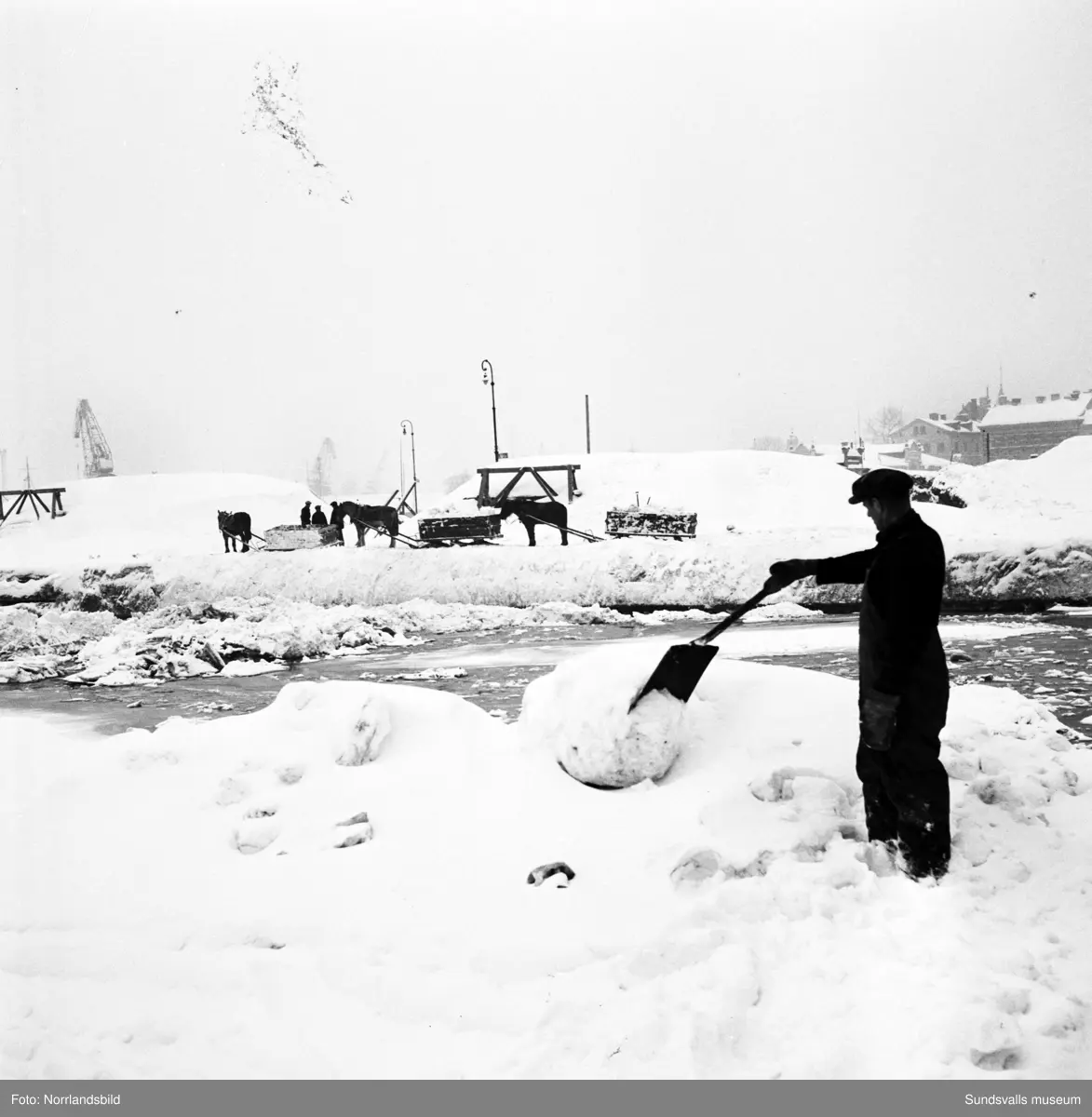 Snöröjning 1951. Hästar och lastbilar tippar sina snölass i Selångersåns mynning.