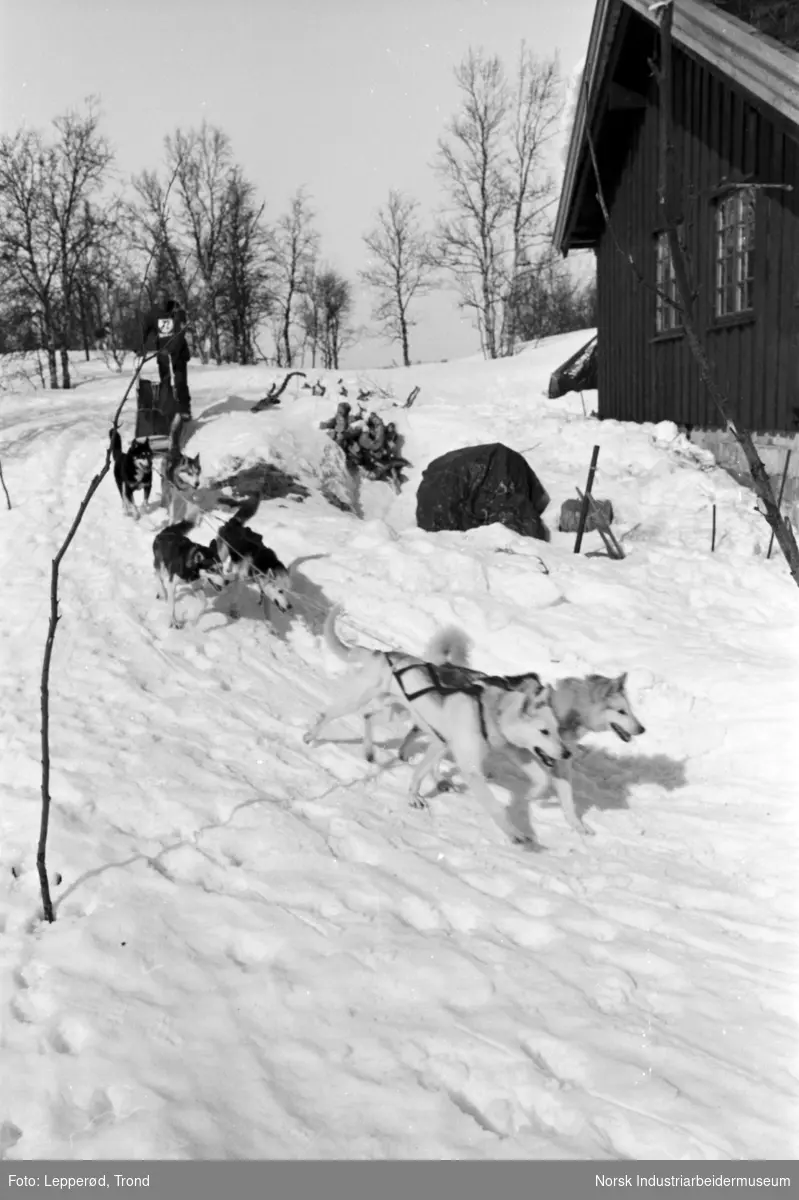Polarhund-løp over Hardangervidda, arrangert av Norsk Polarhundklubb. På Sundet ved Møsvann er 2. kontrollpost.