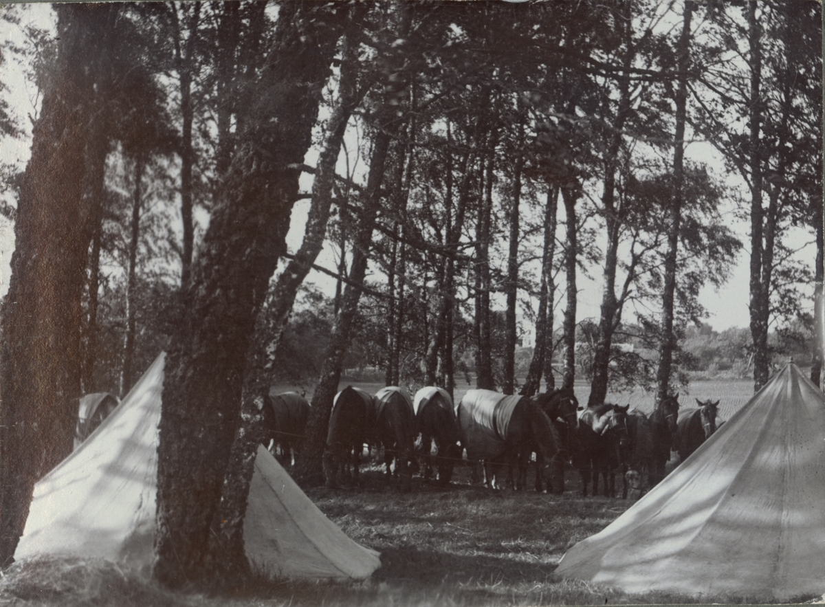 Text i fotoalbum: "Ränneslätt K 4 Kav. aspirantskola 1900". Tältläger.