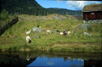 Rennsennselet-Tre-delt selstype med skøt, sel og mjølkebu.