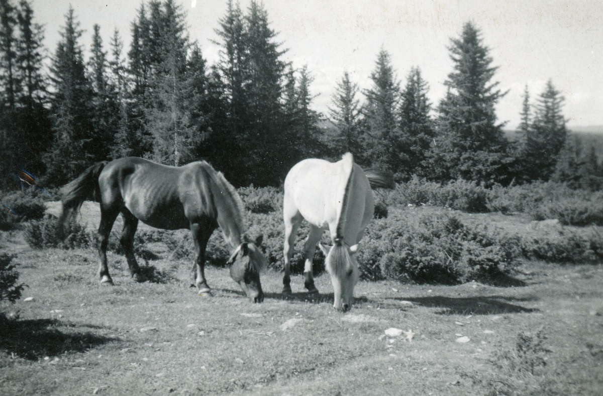 Hestane frå Tubbehaugen Blakka og Raua på Hovda 1948.