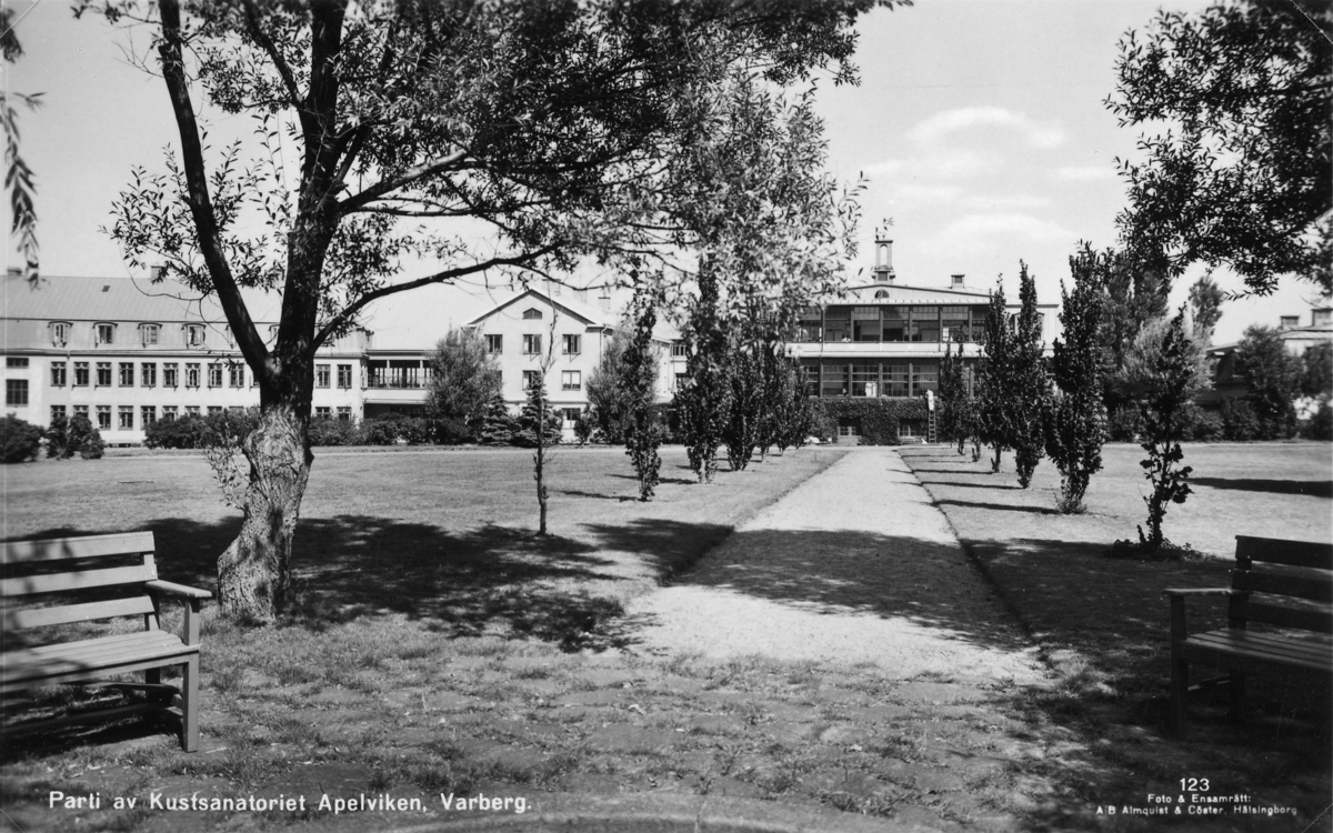 Vykort, "Parti av Kustsanatoriet Apelviken, Varberg". Sett från en rundad sittplats via en allé fram mot byggnaderna. En man står på en stege mot fasaden som täcks av någon klängväxt.