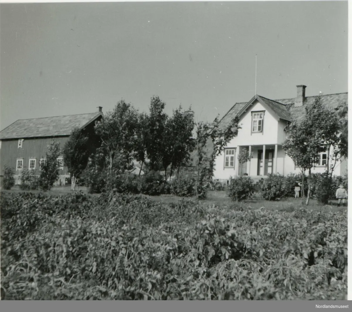 Gården til Hilmar og Olga Olsen, Tjukkskogen.