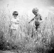 Barn (2) som står i en havreåker.