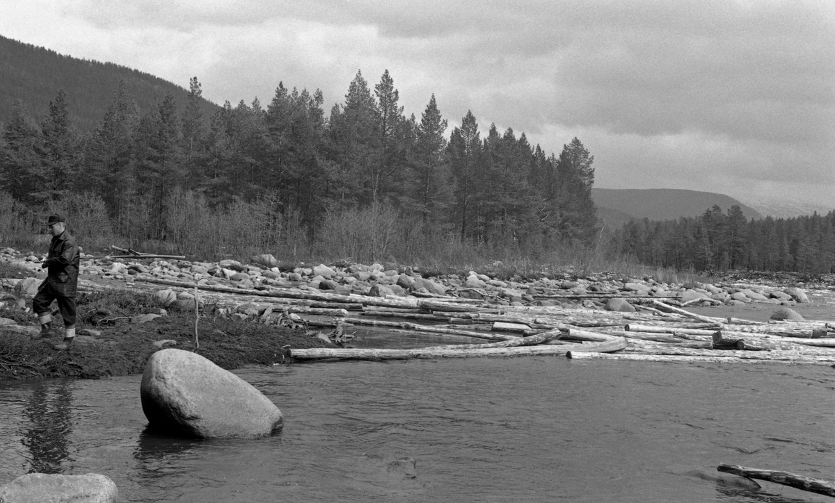 Elvelandskap fra Øvre Folla, altså den delen av dette vassdraget som renner gjennom Folldal kommune. Til høyre på dette bildet ser vi hvordan en del av fløtingstømmeret hadde samlet seg til en liten vase, tilsynelatende på et sted der det kom inn et lite sidevassdrag fra øst. En fløter med hake under den ene armen befant seg i området da fotografiet ble tatt. Nedenfor den lille tømmervasen ser vi et steinete nes stikke ut i elveløpet. Slike hindringer skapte merarbeid for fløterne, og i etterkrigsår med stigende arbeidslønninger og stadig lettere tilgang på robuste anleggsmaskiner hendte det at stein og grus i elveløpene ble fjernet ved hjelp av bulldosere med sikte å skapte bedre passasjer for tømmeret. Vi vet ikke om det ble gjort denne typen «elveforbedring» her etter at den regionale fløtingsinspektøren tok dette fotografiert i 1964. Dette året var det innmeldt 18 463 tømmerstokker (til sammen 2 567 kubikkmeter) til fløting i Øvre Folla, iberegnet sidevassdraget Grimsa.