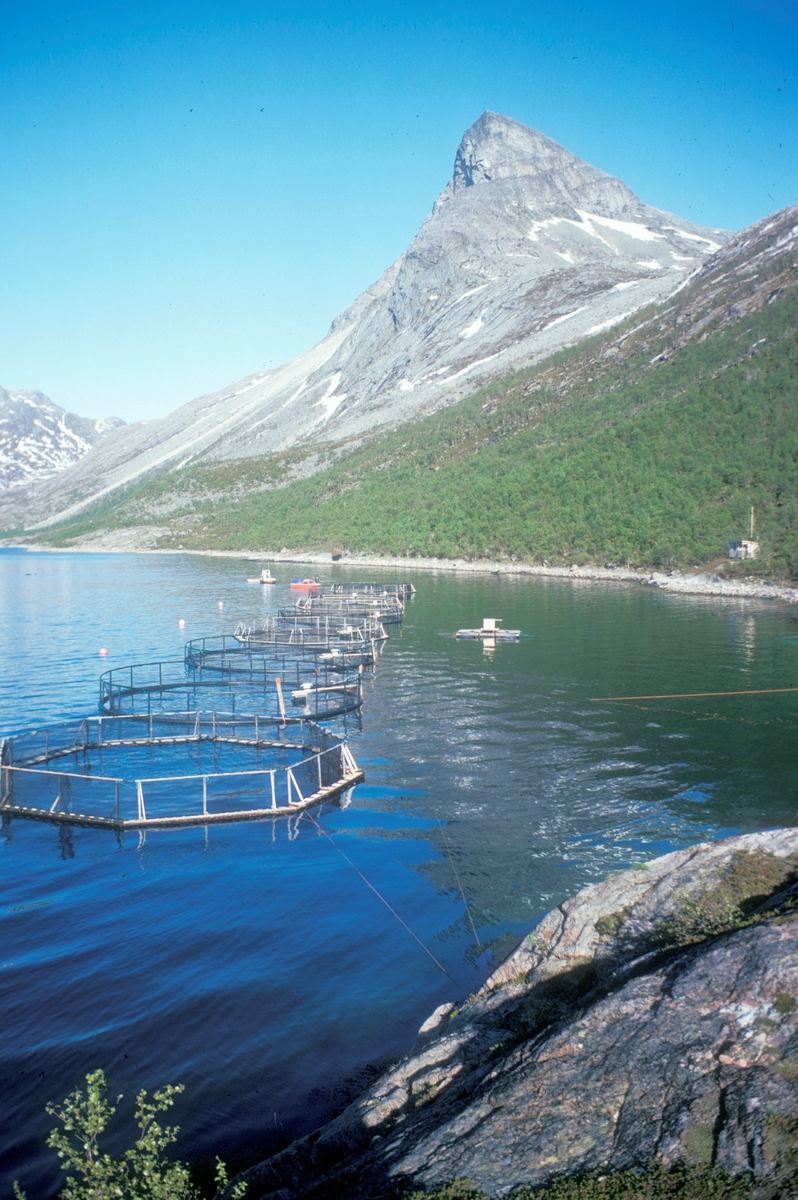 Flakstadvåg, 1976 : Flakstad fiskeoppdretts anlegg i Indre Selfjord, Senja. Det ligger både tremerder og plastmerder på sjøen. I bakgrunnen, høye fjell.