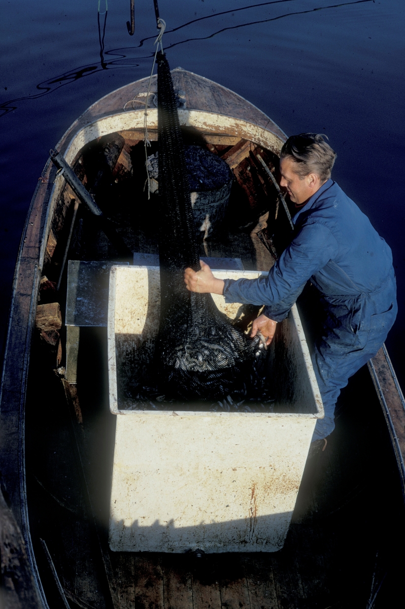 Hitra 1972 : Et nett med lodde heises ned i en båt. Lodden ble fylt i et kar og deretter fôret ut til laksen. Mannen i båten er Ove Grøntvedt.
