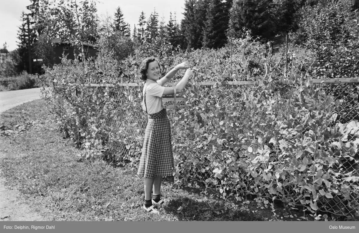 hage, gjerde, kvinne, kurv, høsting fra erteplante