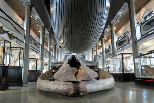 Hvalfangstmuseet