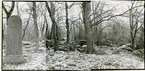 Rytterne sn, Västerås. Åholmen.
Åholmen naturreservat. 1956.