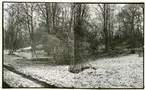 Rytterne sn, Västerås. Åholmen.
Åholmen naturreservat. 1956.