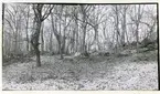 Rytterne sn, Västerås. Åholmen.
Åholmen naturreservat. 1956.