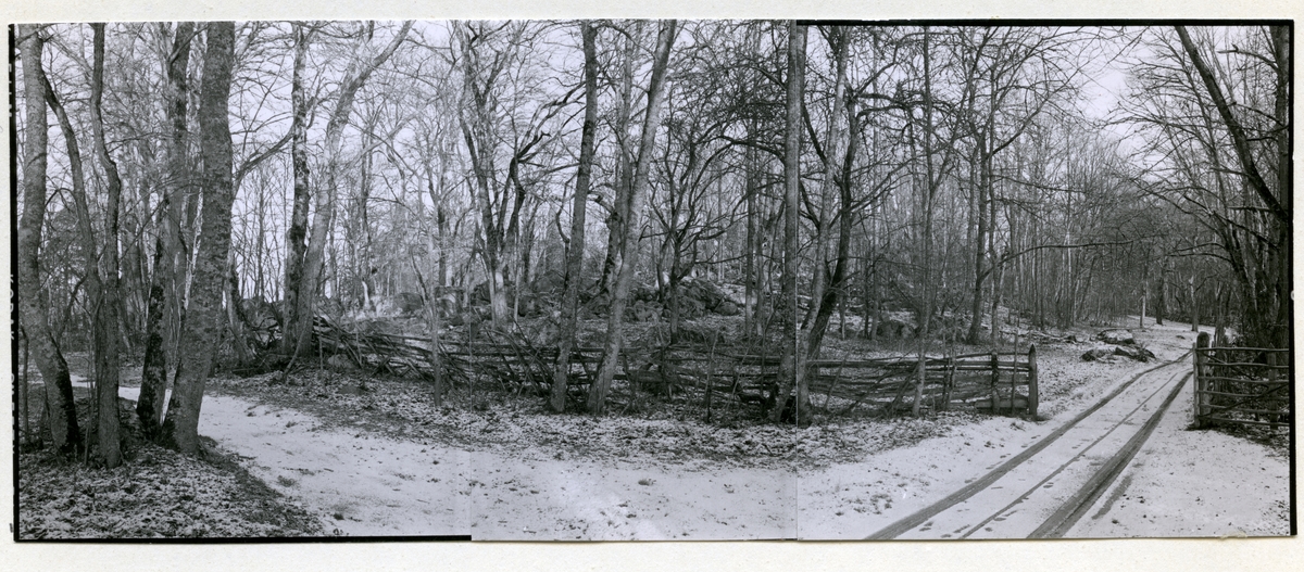 Rytterne sn, Västerås. Åholmen.
Åholmen naturreservat. 1956.