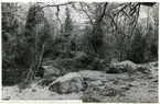 Rytterne sn, Västerås. Åholmen.
Åholmen naturreservat. 1956.