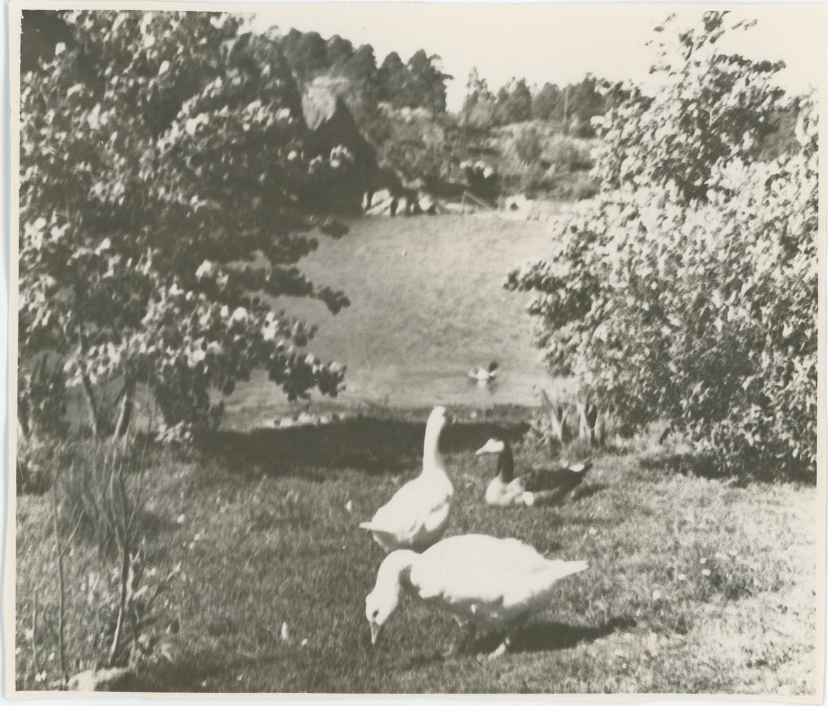 Nesparken, to bilder, ca. 1960.

Bilde 2:
Detaljer: restaurantbygningen.