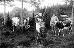 FAMILJEN MED SINA KREATUR I VALL PÅ SKOGEN.

(Sbf 1900: Jan Erik Ek f 1846 i Fredsberg, fd husar. Hustru Anna Cajsa Herlin f 1847 i Fredsberg)