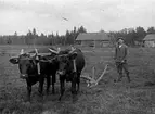 EN BONDE PÅ ÅKERN PLÖJER MED SINA BÅDA OXAR.