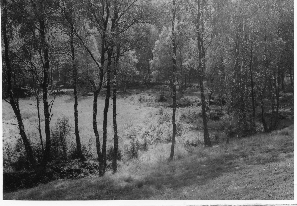 Övraby sn.
Käringsjö mosse.
Västra delen av mossen från sydväst.