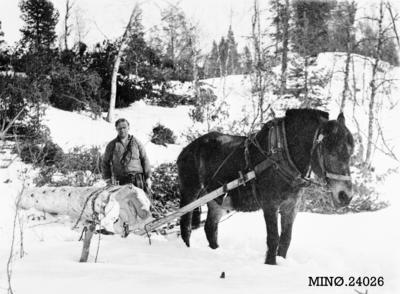 tømmerkjøring vinter med hest