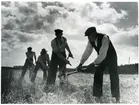 Skerike sn, Västerås, Skerikesby.
Skördearbetare med liar. 1930-tal.