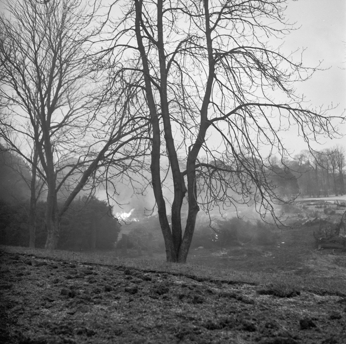 Botaniska trädgården, 200-åriga granhäckar klippas och brännas, Uppsala, november 1958