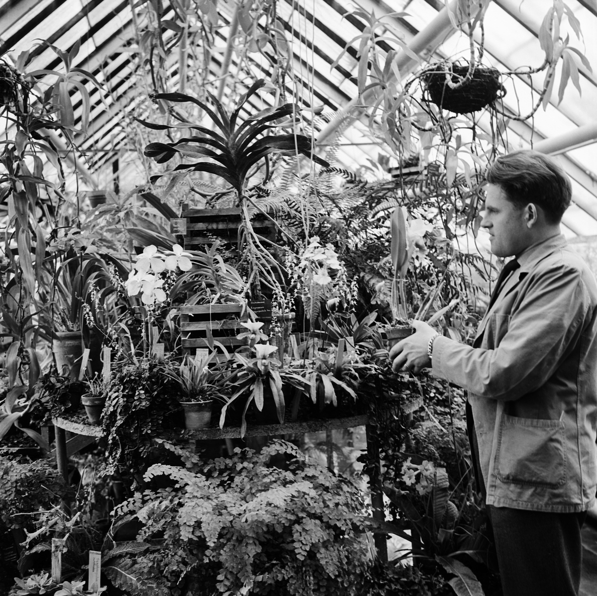 Botaniska trädgården, sommar i glashus, Uppsala 1962