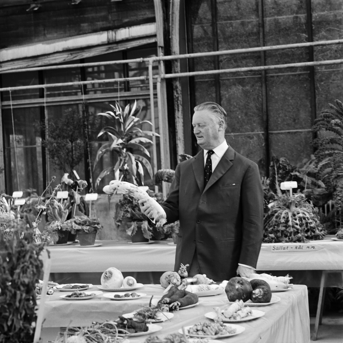 Hela världens nyttoväxter på utställning i Botaniska trädgården, Uppsala, september 1963
