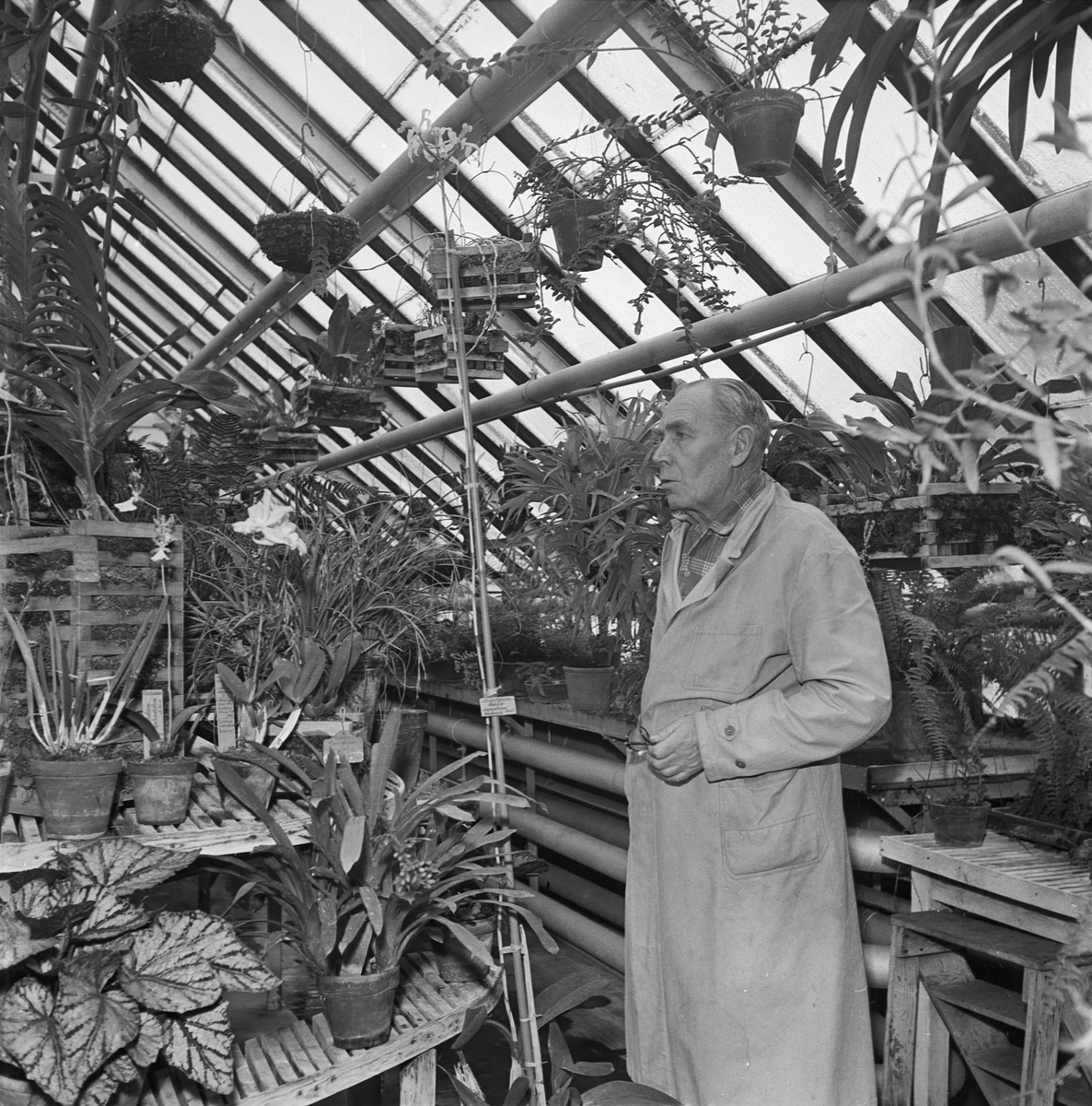 Botaniska trädgården, orkidé blommar, Uppsala, januari 1955