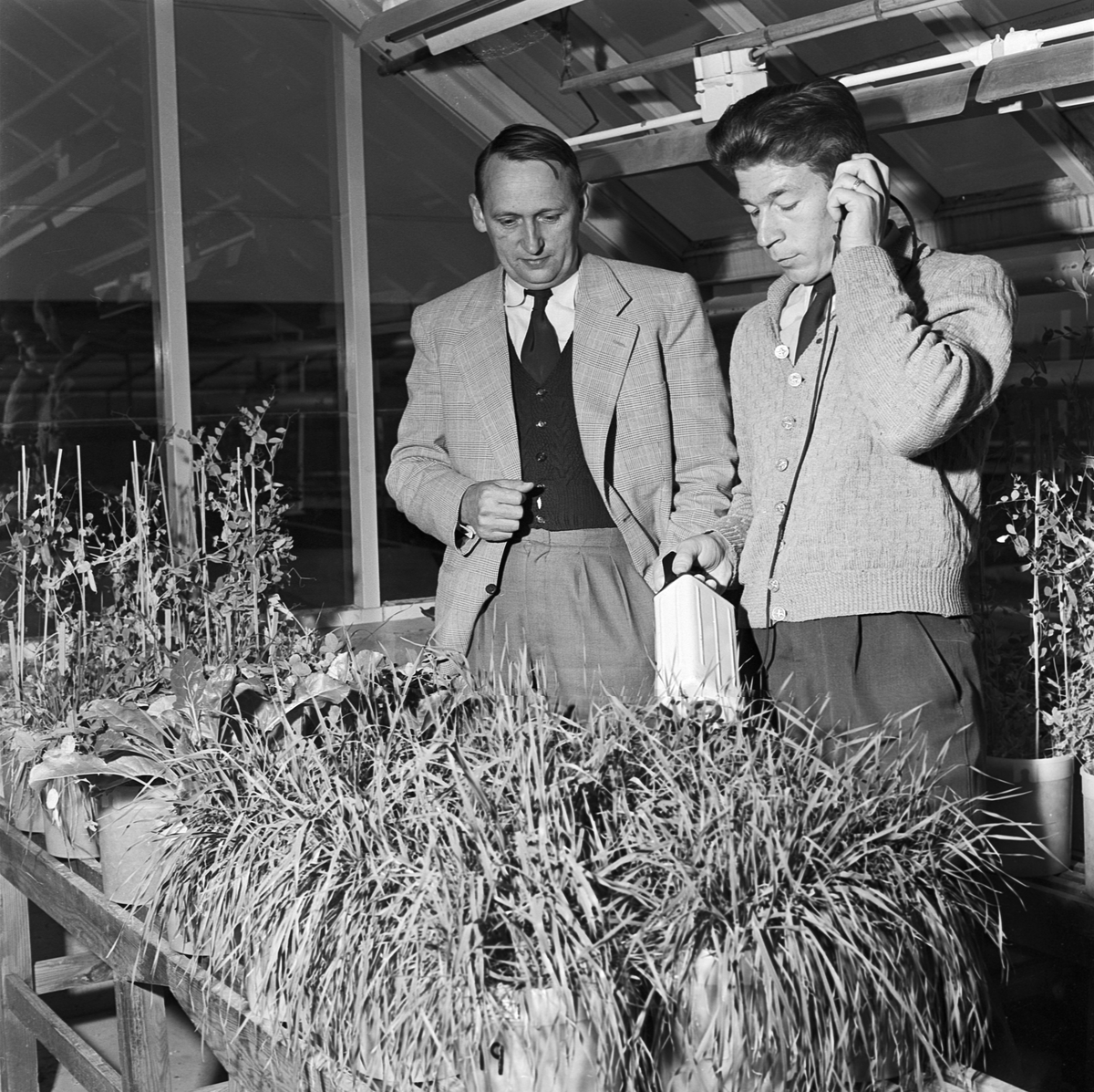 Institutionen för fysiologisk botanik, radioaktivitet i växter, Uppsala, oktober 1956