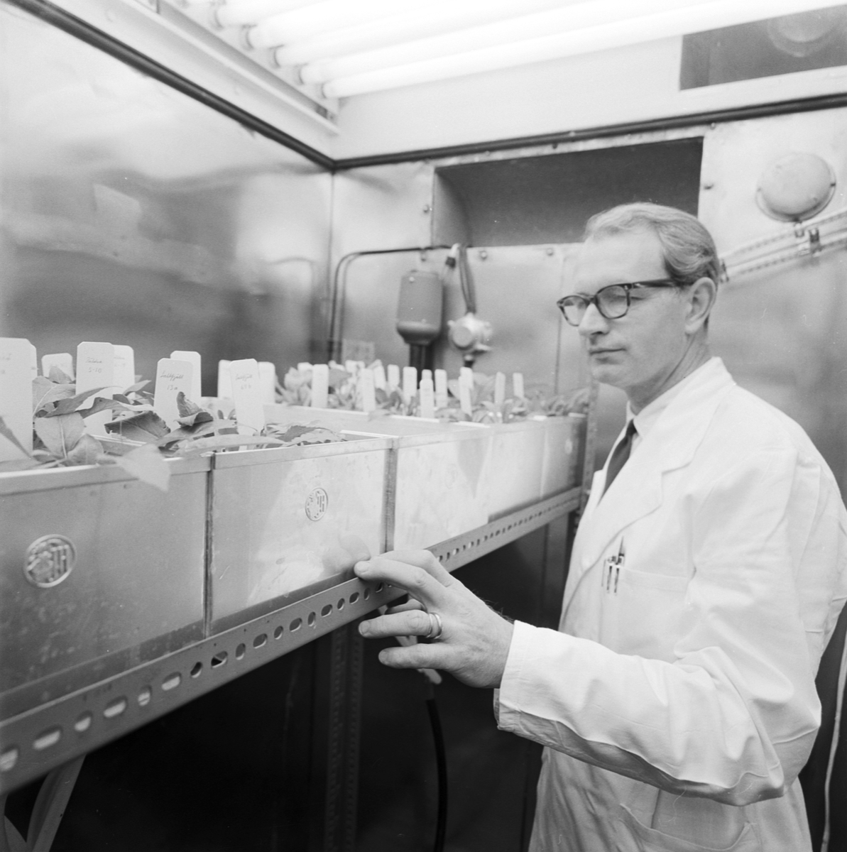 Institutionen för fysiologisk botanik, docent Axel Nygren visar växter, Uppsala, september 1958