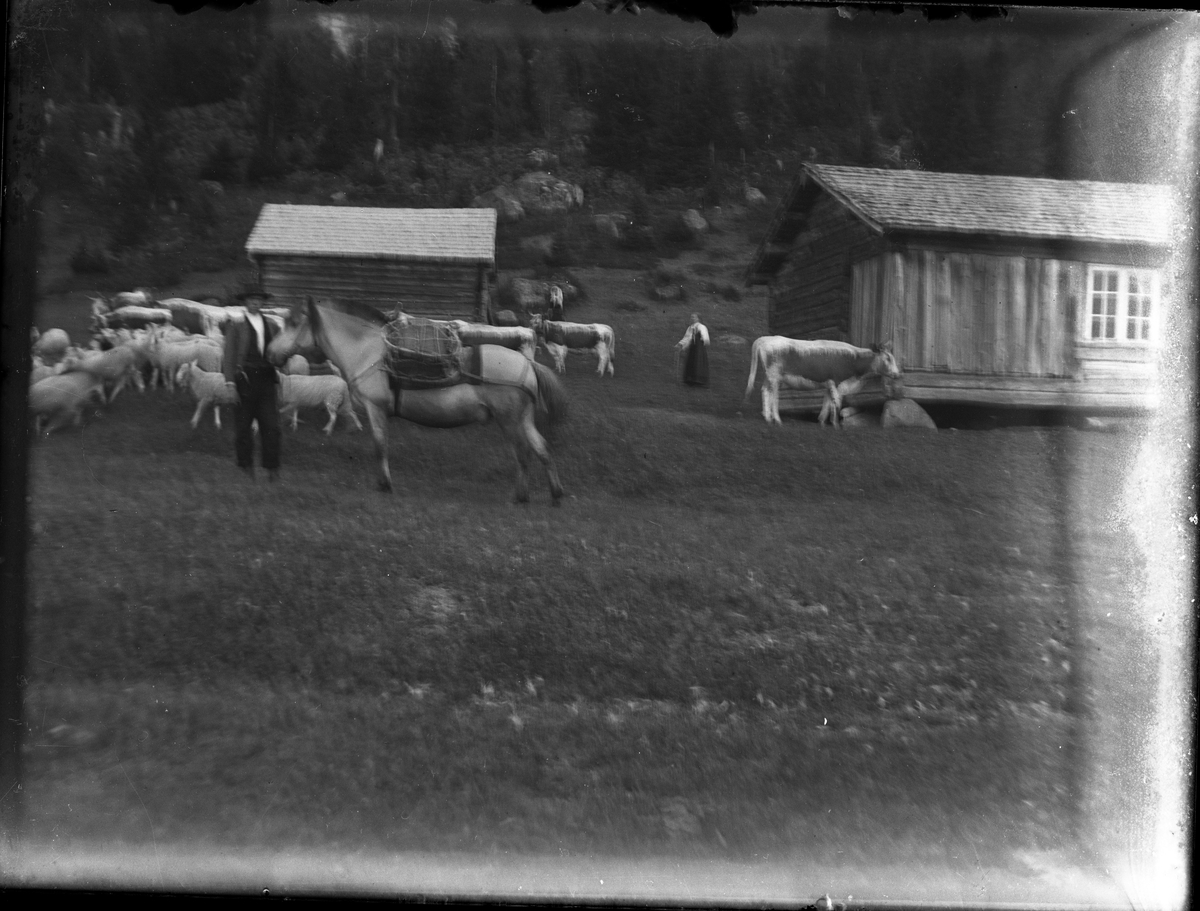 Fotosamling etter Bendik Ketilson Taraldlien (1863-1951) Fyresdal. Gårdbruker, fotograf og skogbruksmann. Fotosamlingen etter fotograf Taraldlien dokumenterer områdene Fyresdal og omegn. 
Gårdsmotiv med buskap og kløvhester på Gausvann setra