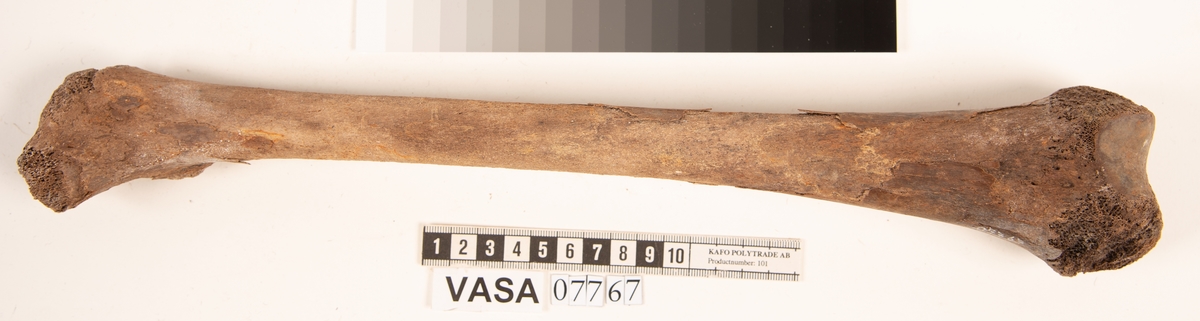 Lårben, vänster. Flagigt.
Femur, sinister.