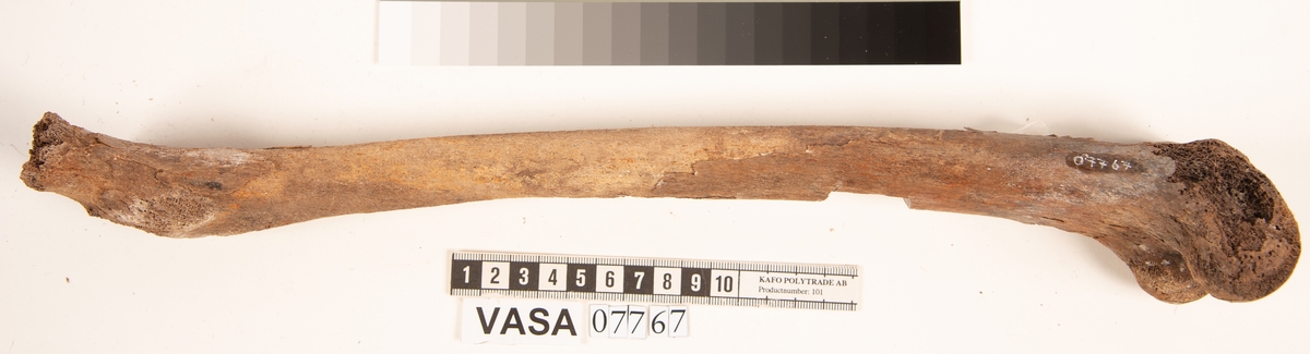 Lårben, vänster. Flagigt.
Femur, sinister.