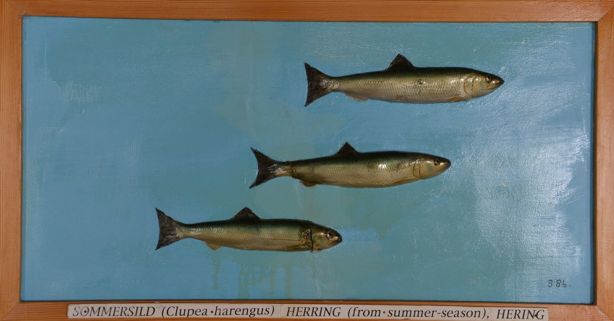 Positiv modell. Naturlige farger.