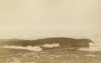 Svenska Grönlandsexpeditionen 1883. Isberg i havet vid Godhavn/Qeqertarsuaq.