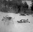 Militärhund drar en släde med en docka vid sjukvårdsövning i fält vid F 11 Södermanlands flygflottilj, 1945. Hundens namn är Cleo.

Vintertid.

Ur fotoalbum 