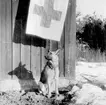 Militärhunden Cleo står vid en sjukvårdsstation under sjukvårdsövning i fält vid F 11 Södermanlands flygflottilj, 1945.

Vintertid.

Ur fotoalbum 