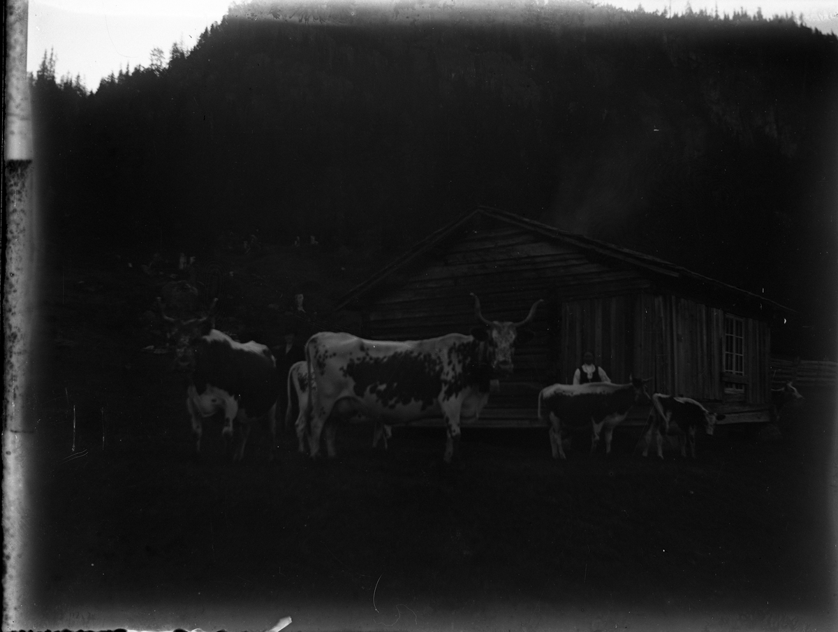 Fotosamling etter Bendik Ketilson Taraldlien (1863-1951) Fyresdal. Gårdbruker, fotograf og skogbruksmann. Fotosamlingen etter fotograf Taraldlien dokumenterer områdene Fyresdal og omegn. 
Telemarkskyr på setra