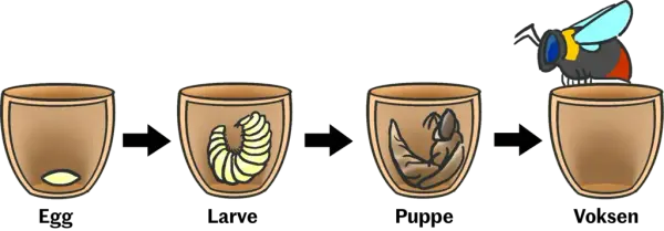 Illustrasjon av humlens livsstadier. Først som egg, så som larve, så som puppe og til slutt voksen individ.