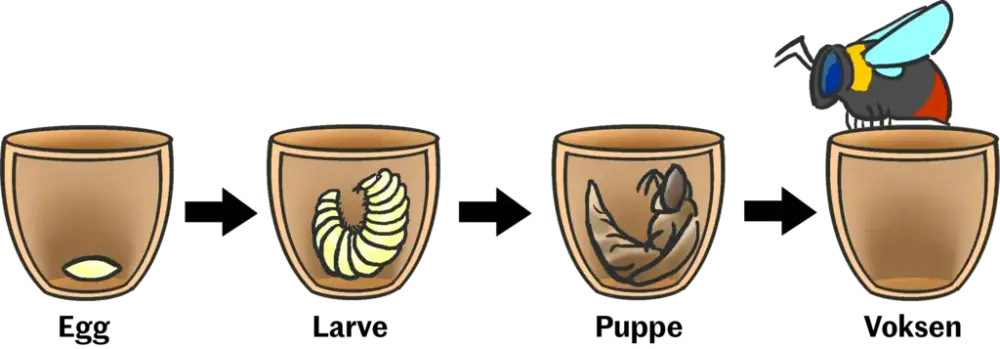 Illustrasjon av humlens livsstadier. Først som egg, så som larve, så som puppe og til slutt voksen individ.