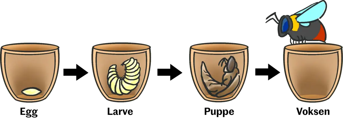 Illustrasjon av humlens livsstadier. Først som egg, så som larve, så som puppe og til slutt voksen individ.